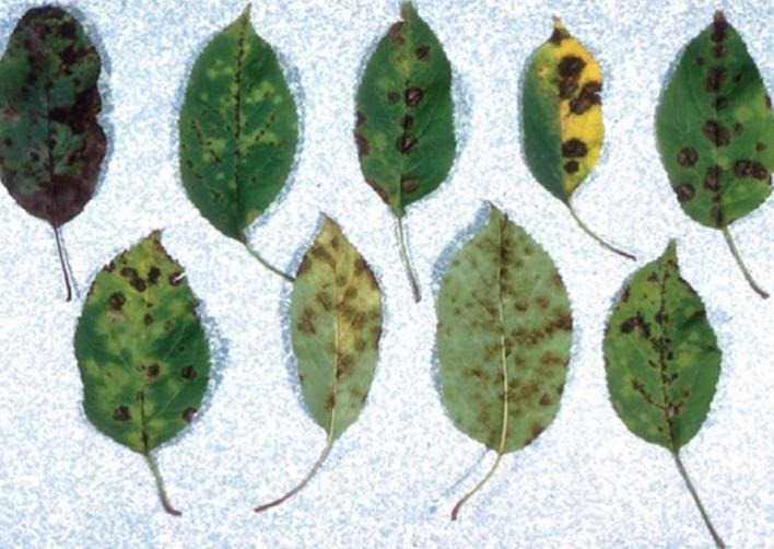 Photo 1. Apple scab on leaves. Photo from MSU Extension.